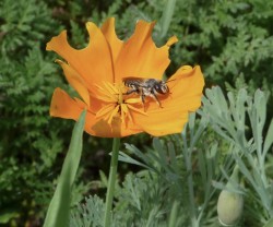 Leaf cutter bee