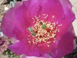 Sweat bee