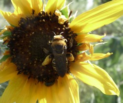 Western Oblique Longhorn Bee