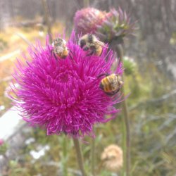 bees-on-thistle-carson-nat-forest