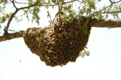 Swarms