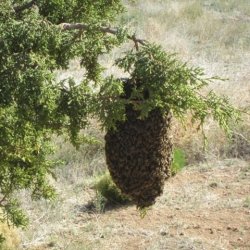 bee-hive-on-tree