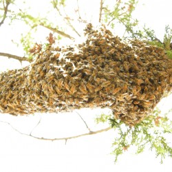 underside of swarm on a branch in May of 2008