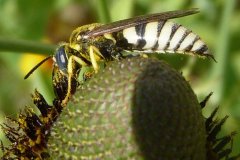 Wasps of Northern New Mexico