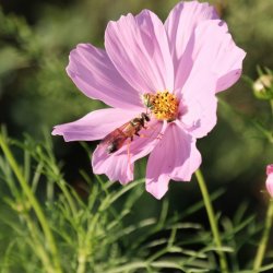 Sphex ichneumoneus with unknown bee
