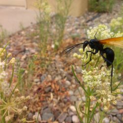 A huge tarantula hawk