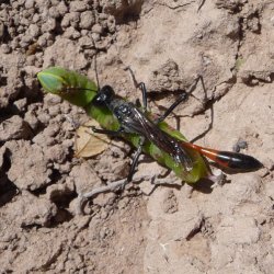 Thread waist wasp carrying prey