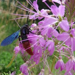 Scolia dubia haematodes