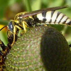 Bicyrtes Sand wasp