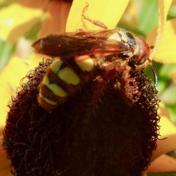Scoliid wasp