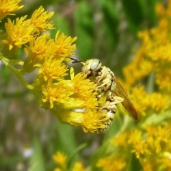 Philanthus