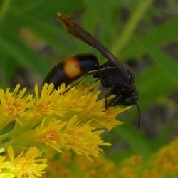 Stizoides renicinctus