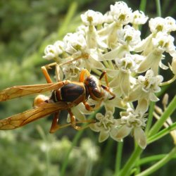 Paper wasp Polistes