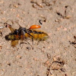 wasp_carrying-caterpillar