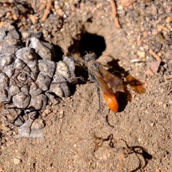 wasp_digging